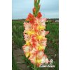 Mečík JANTARNAJA BALTIKA - gladiolus