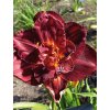 Denivka BURGUNDY LOVE - hemerocallis