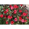 Achimenes RUBY RED