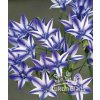 Triteleia laxa RUDY  - triteleja