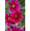 ruby red coreopsis verticillata 72353 1