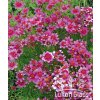 Coreopsis verticilata RUBY RED - krásnoočko