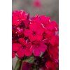 starfire phlox paniculata 76358 3