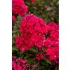starfire phlox paniculata 76358 2