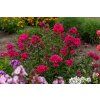 starfire phlox paniculata 76358 1