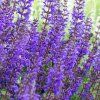 Salvia VIOLA KLOSE