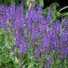 Salvia VIOLA KLOSE1