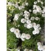 Achillea ptarmica PEARL - řebříček