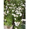 Achillea ptarmica PEARL - řebříček
