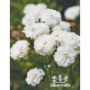 Achillea ptarmica PEARL - řebříček