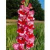 Mečík FLAME EYE - gladiolus