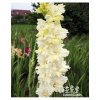 Mečík CURLING ATOLL - gladiolus
