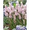 Muscari PINK SUNRISE - "modřenec"