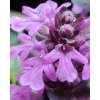 Ajuga reptans Midnight Mystery Midnight Mystery 43631 C 1