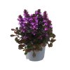 Ajuga reptans Midnight Mystery Midnight Mystery 43631 P 1