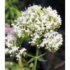 Centranthus rubber albus