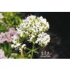 Centranthus ruber ALBUS - mavuň bílá