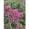 Centranthus ruber COCCINEUS - mavuň červená