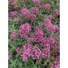 Centranthus ruber COCCINEUS - mavuň červená