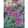 Centranthus ruber COCCINEUS - mavuň červená