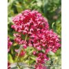 Centranthus ruber COCCINEUS - mavuň