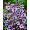 Catananche caerulea Blue 11518 C 1