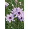 Catananche caerulea Blue