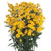Helenium autumnale Helena Gold 14789 C 1