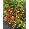Helenium autumnale HELENA RED SHADES - záplevák