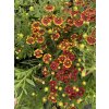 Helenium autumnale HELENA RED SHADES - záplevák