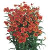 Helenium autumnale Helena Red Shades 14790 C 1