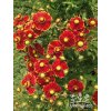 Helenium autumnale HELENA RED SHADES - záplevák