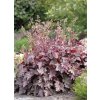 Heuchera americana Melting Fire 13257 S 1
