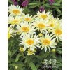 Leucanthemum maximum BANANA CREAM YELLOW - kopretina