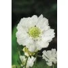 Scabiosa caucasica PERFECTA ALBA - hlaváč kavkazský