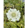 Scabiosa caucasica PERFECTA ALBA - hlaváč kavkazský