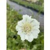 Scabiosa caucasica PERFECTA ALBA - hlaváč kavkazský