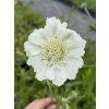 Scabiosa caucasica PERFECTA ALBA - hlaváč kavkazský