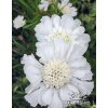 Scabiosa caucasica PERFECTA ALBA - hlaváč kavkazský