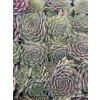 Sempervivum NOIR - netřesk