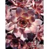 Sempervivum NOIR - netřesk