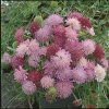 Knautia macedonica MELTON PASTELS - chrastavec makedonský