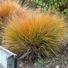 Carex Prairie fire