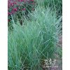 Panicum virgatum PRAIRIE SKY - proso