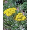 Achillea CORONATION GOLD - řebříček