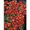Delosperma RED MOUNTAIN - kosmatec