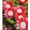 Delosperma RED MOUNTAIN - kosmatec