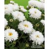 Leucanthemum maximum LASPIDER - kopretina