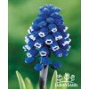 Muscari aucheri DARK EYES - "modřenec"