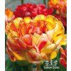 Tulipán GUDOSHNIK DOUBLE - tulipa